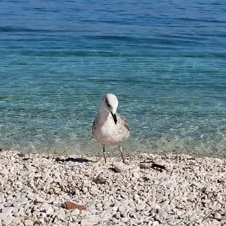 Appartement Luxury Nicole 2